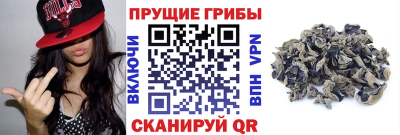 Псилоцибиновые грибы Psilocybe  Новокузнецк 